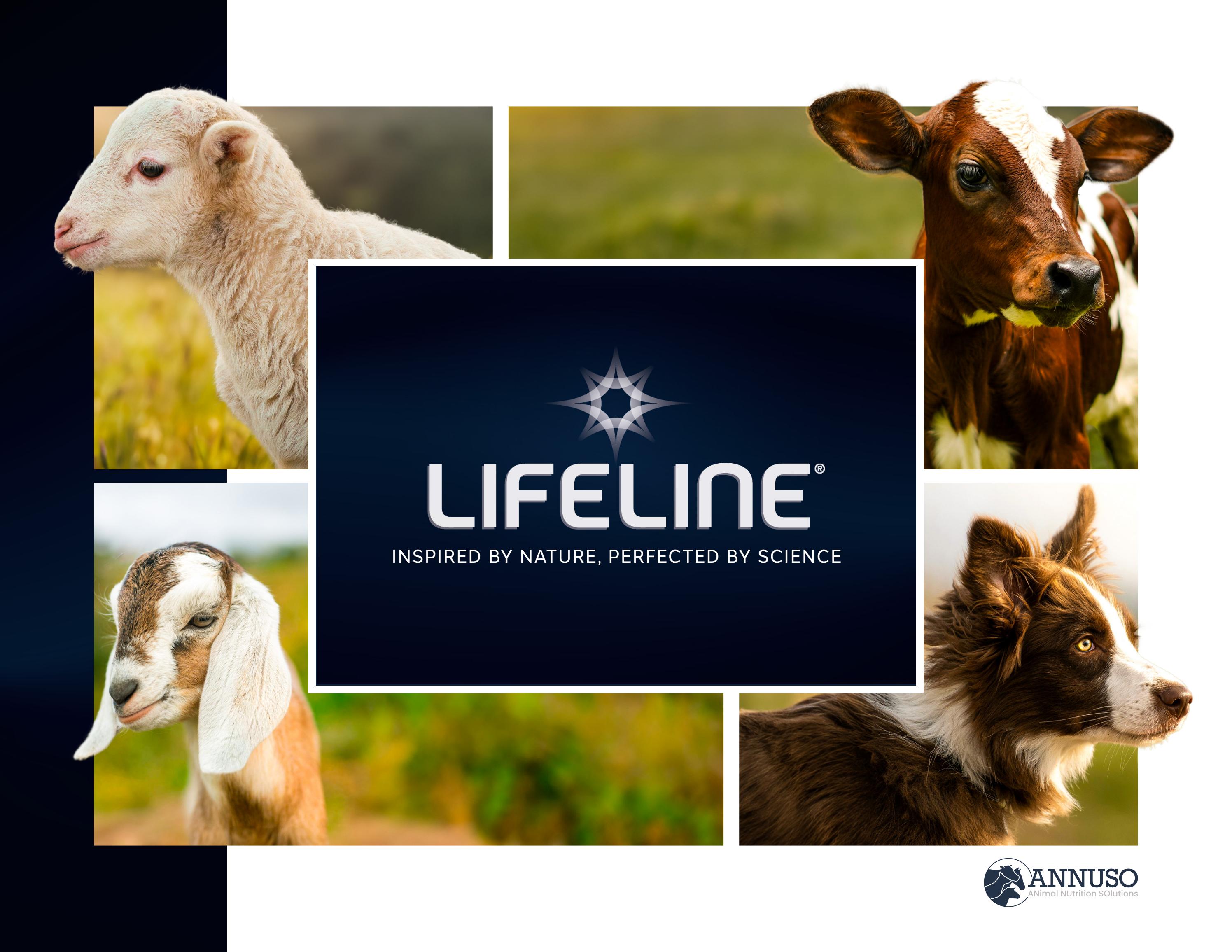 LIFELINE ANNUSO Product Catalog 2024 by LIFELINEANNUSO Issuu