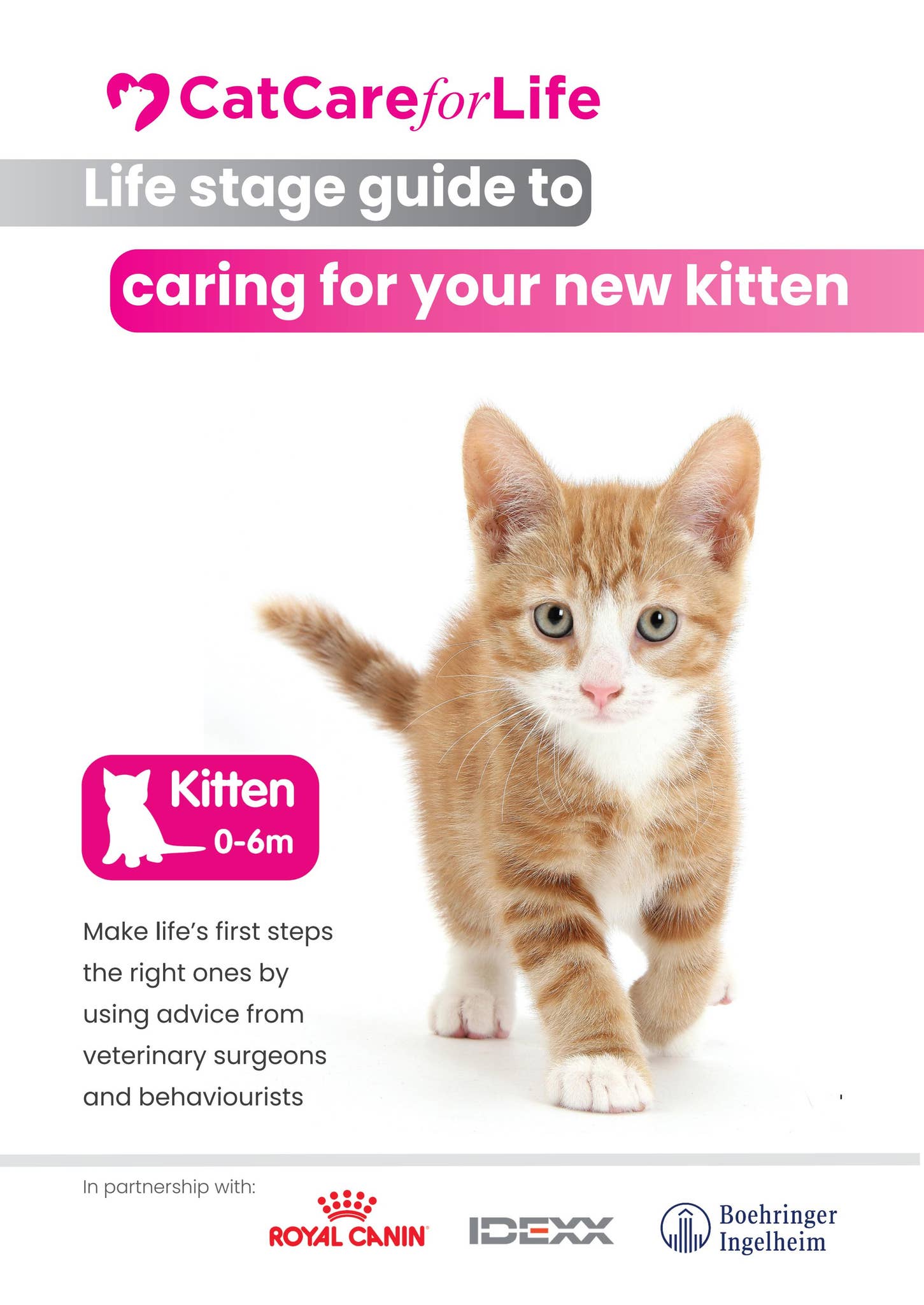 Cat Tips Guide Essential Tips and Guide to Cat Care - PurrfectCatsInsight by ...