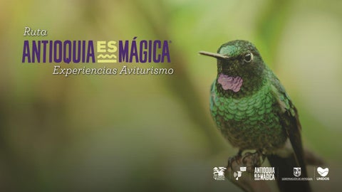 Catalogo Aviturismo 1