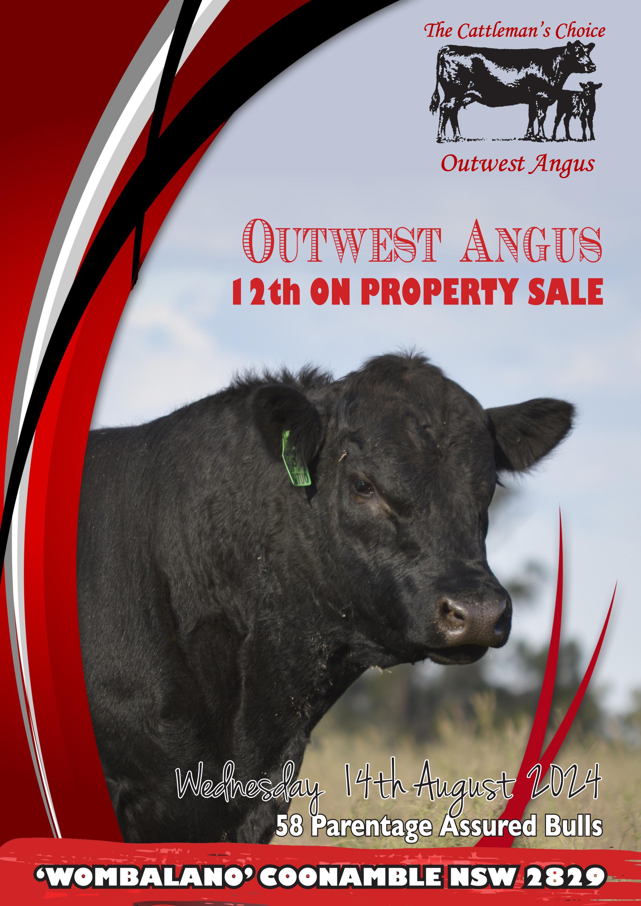 Outwest Angus Bull Sale Catalogue 2024 by Angus Australia Issuu