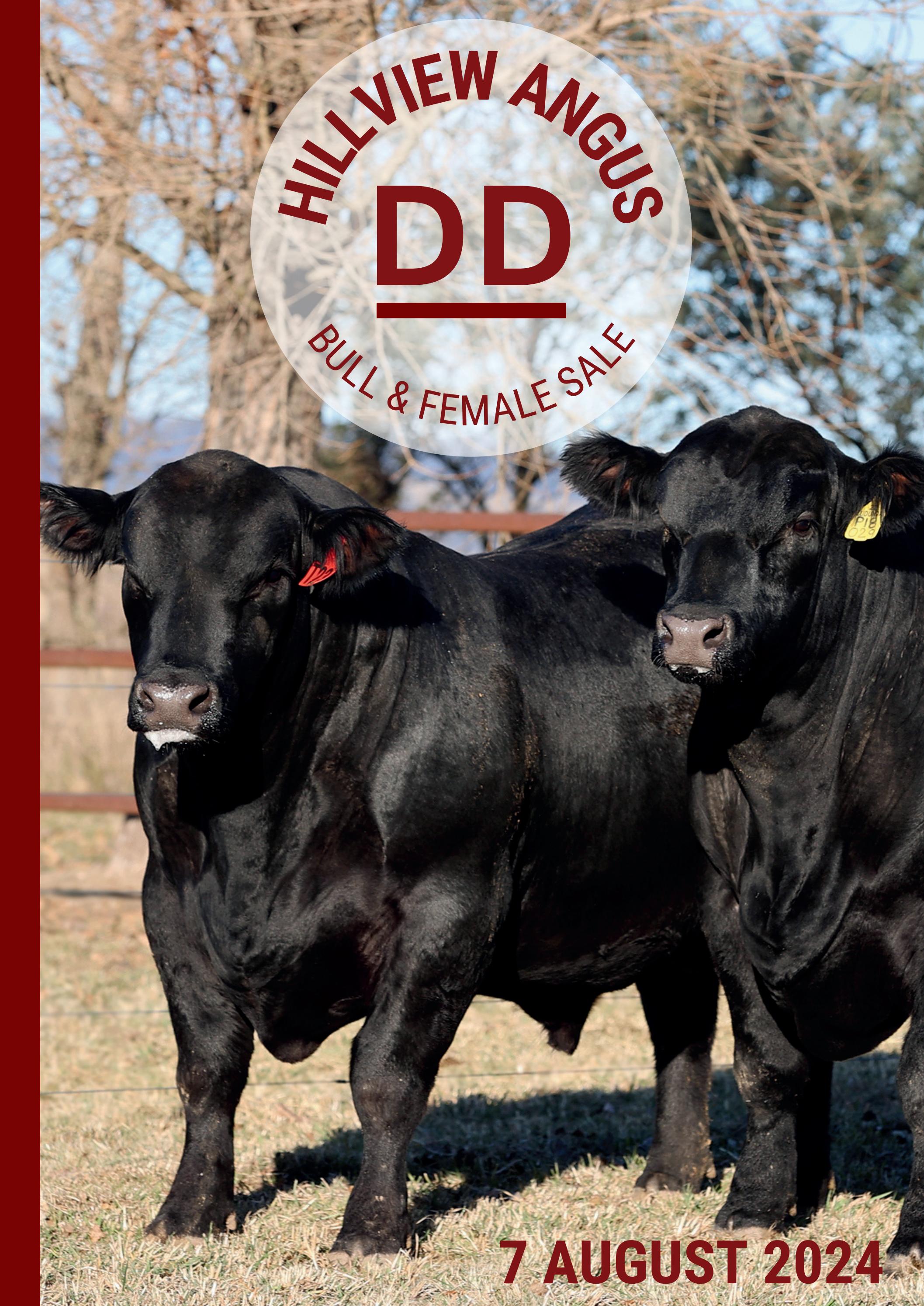 Hillview Angus Bull & Female Sale 2024 by emilyrabone - Issuu