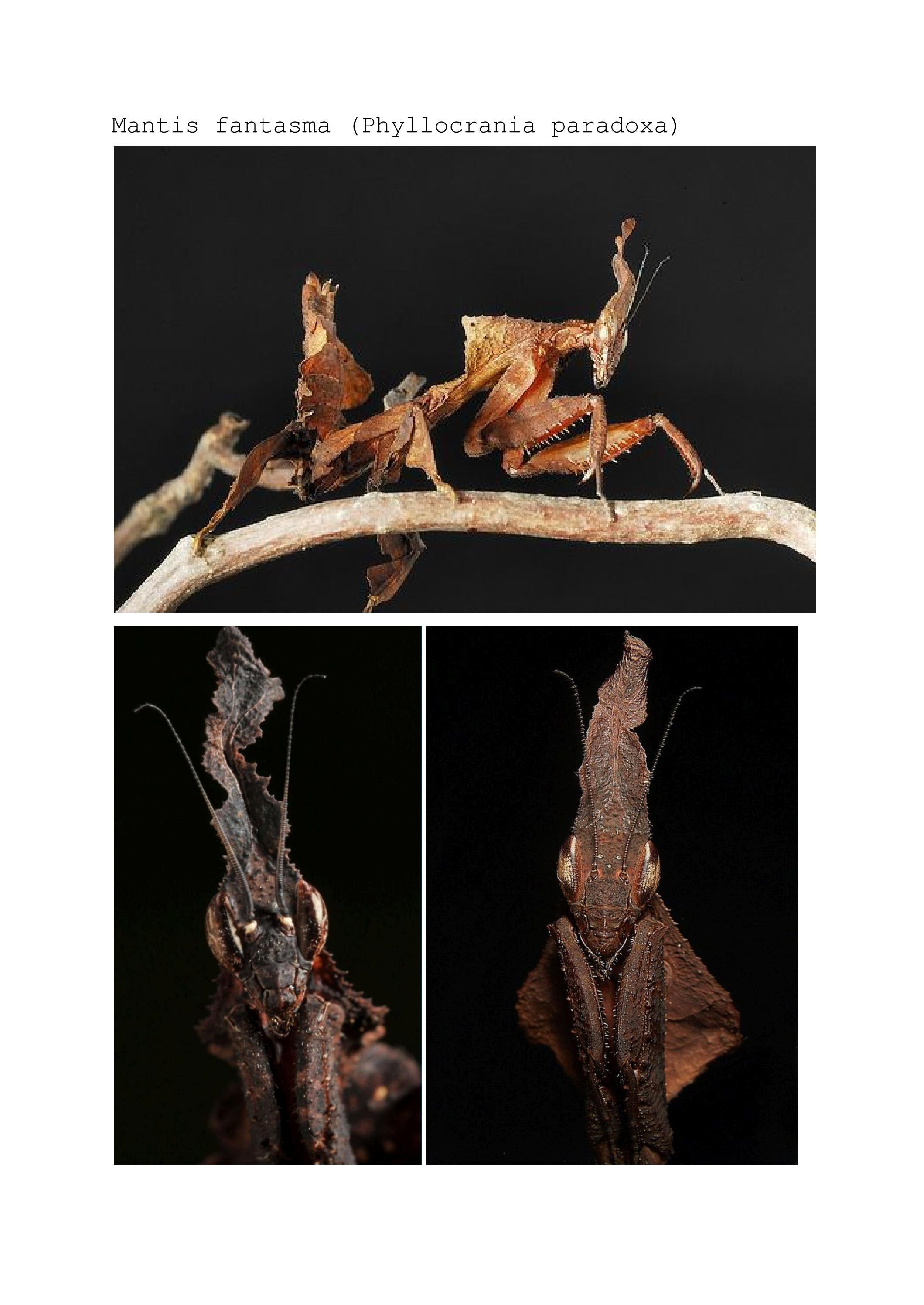 5 insectos mas raros del mundo by TANIA LUZ SOSA CALDERON - Issuu