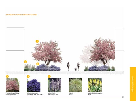 San Francisco State University 景观 Framework + Forest Management Plan 第 21 页