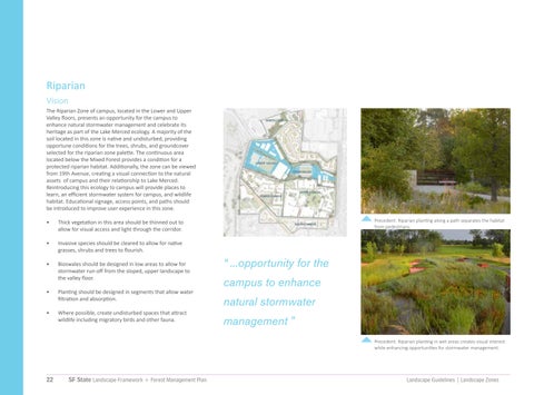 San Francisco State University 景观 Framework + Forest Management Plan 第 22 页
