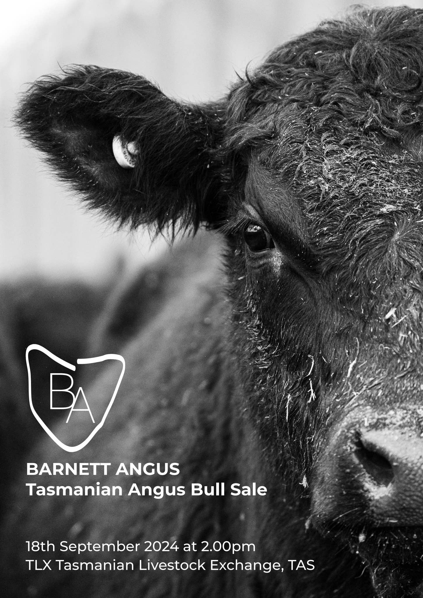 Angus Catalogue 2024 by Angus Australia Issuu