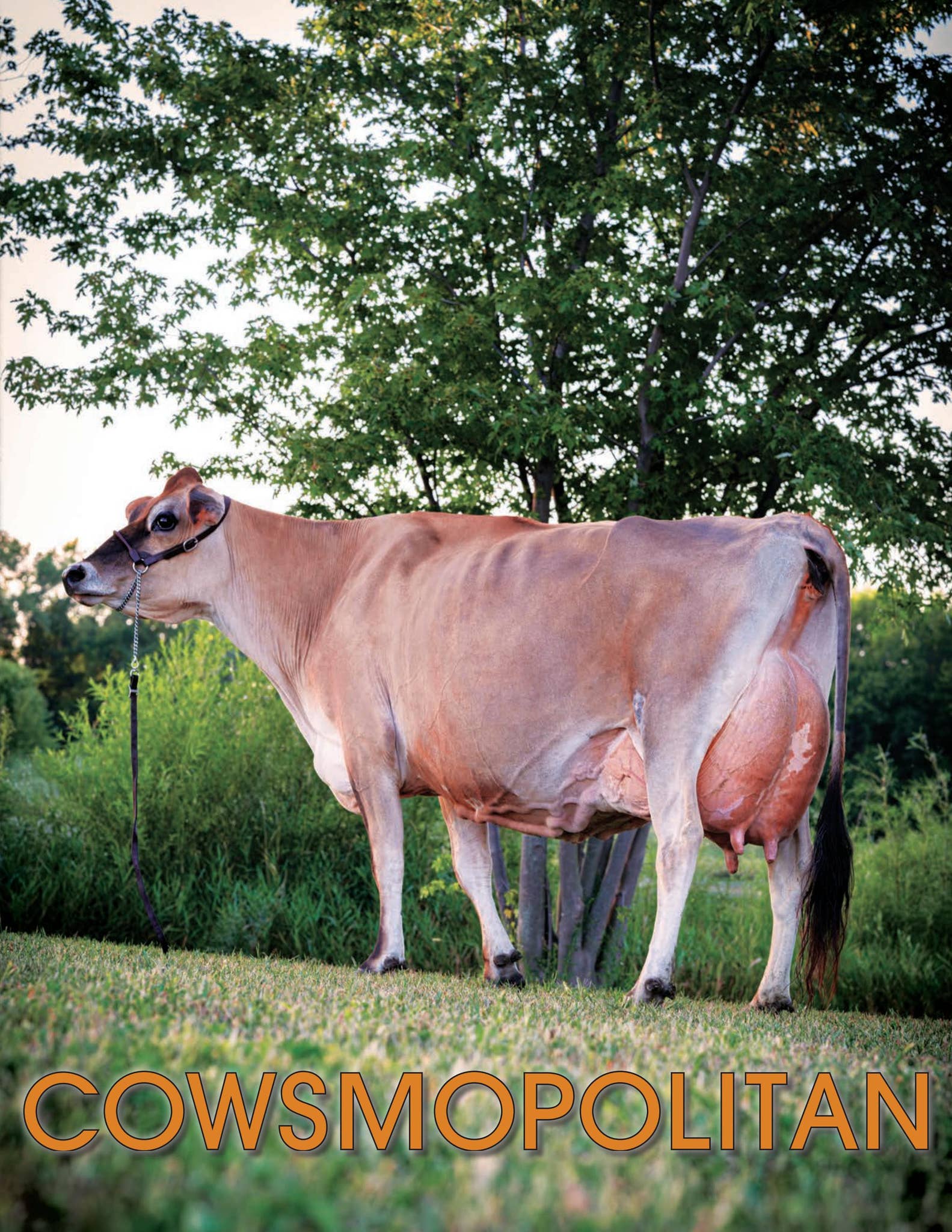 Cowsmopolitan Cowsmopolitan Fall 2024 by Cowsmopolitan - Issuu