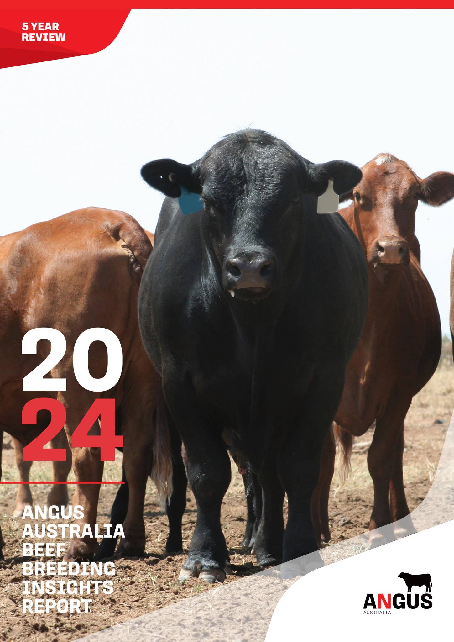 2024 Angus Australia Beef Breeding Insights Report by Angus Australia ...