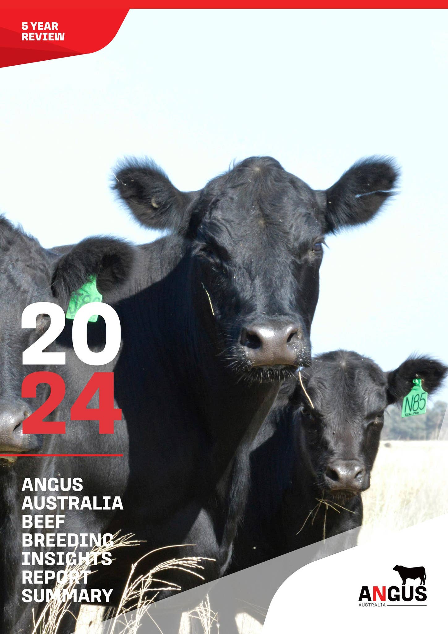 2024 Angus Australia Beef Breeding Insights SUMMARY Report by Angus ...