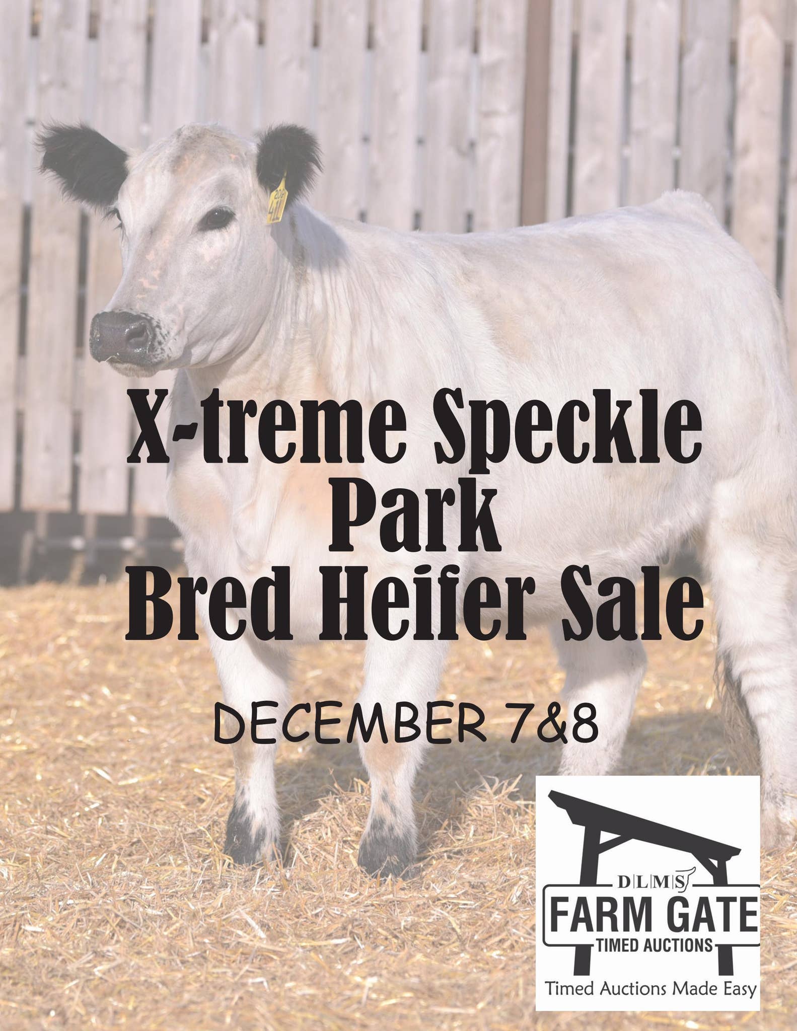X-treme Speckle Park Fall Female Production Sale - DLMS Farm