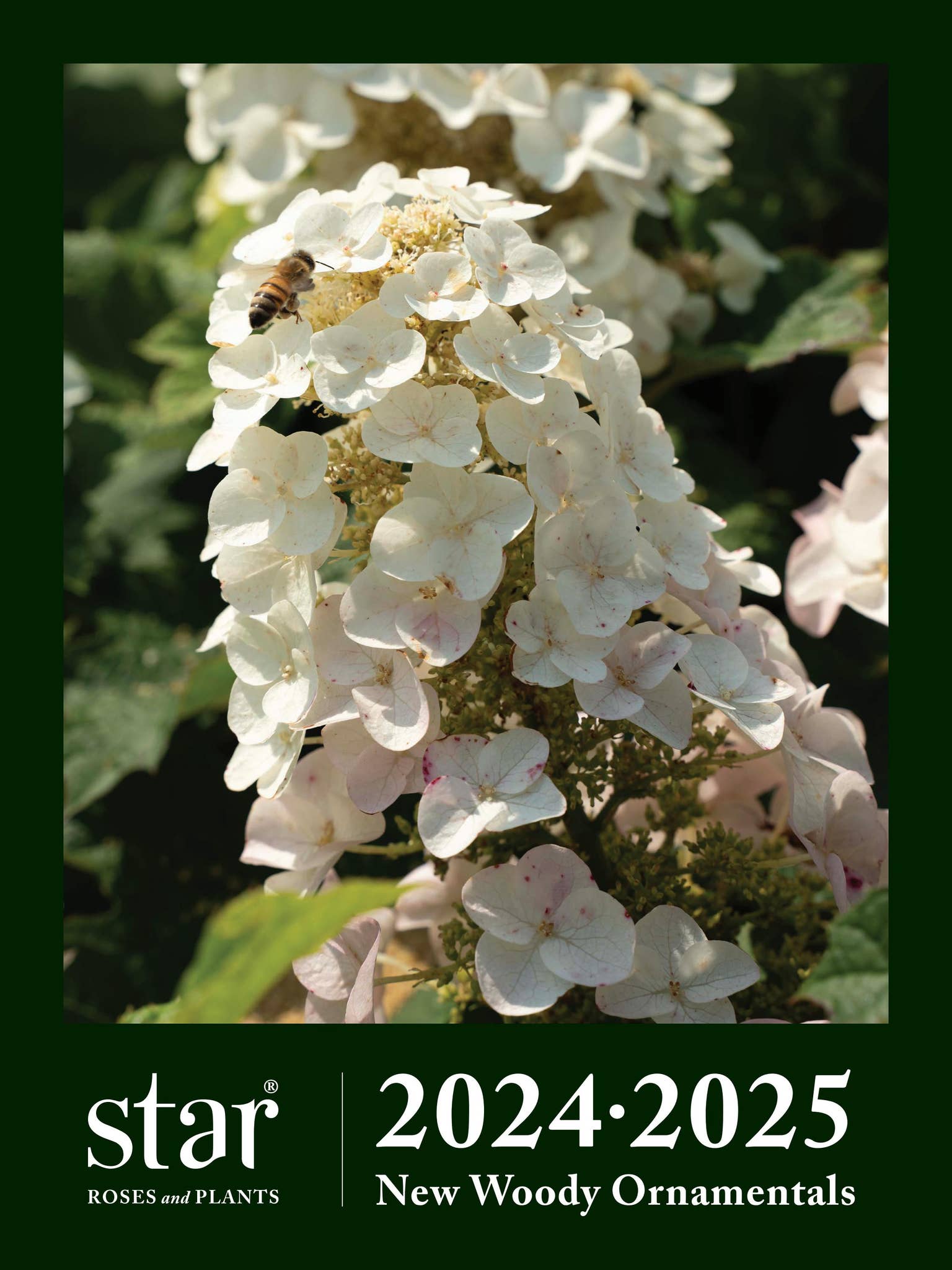 2024-2025 Star® Roses and Plants New Woody Ornamentals by Star
