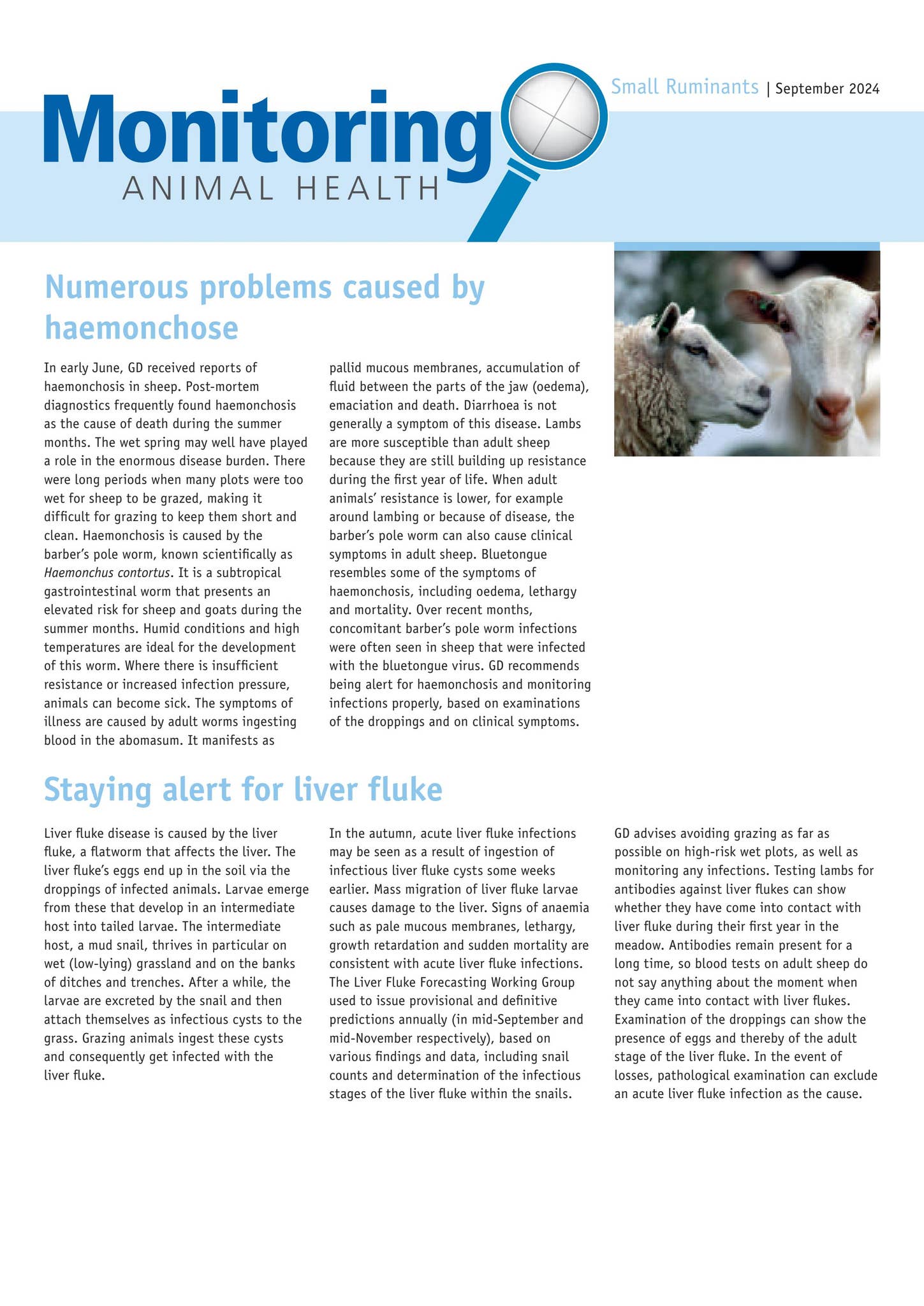 Highlights report small ruminants-September 2024 by Royal GD - Issuu