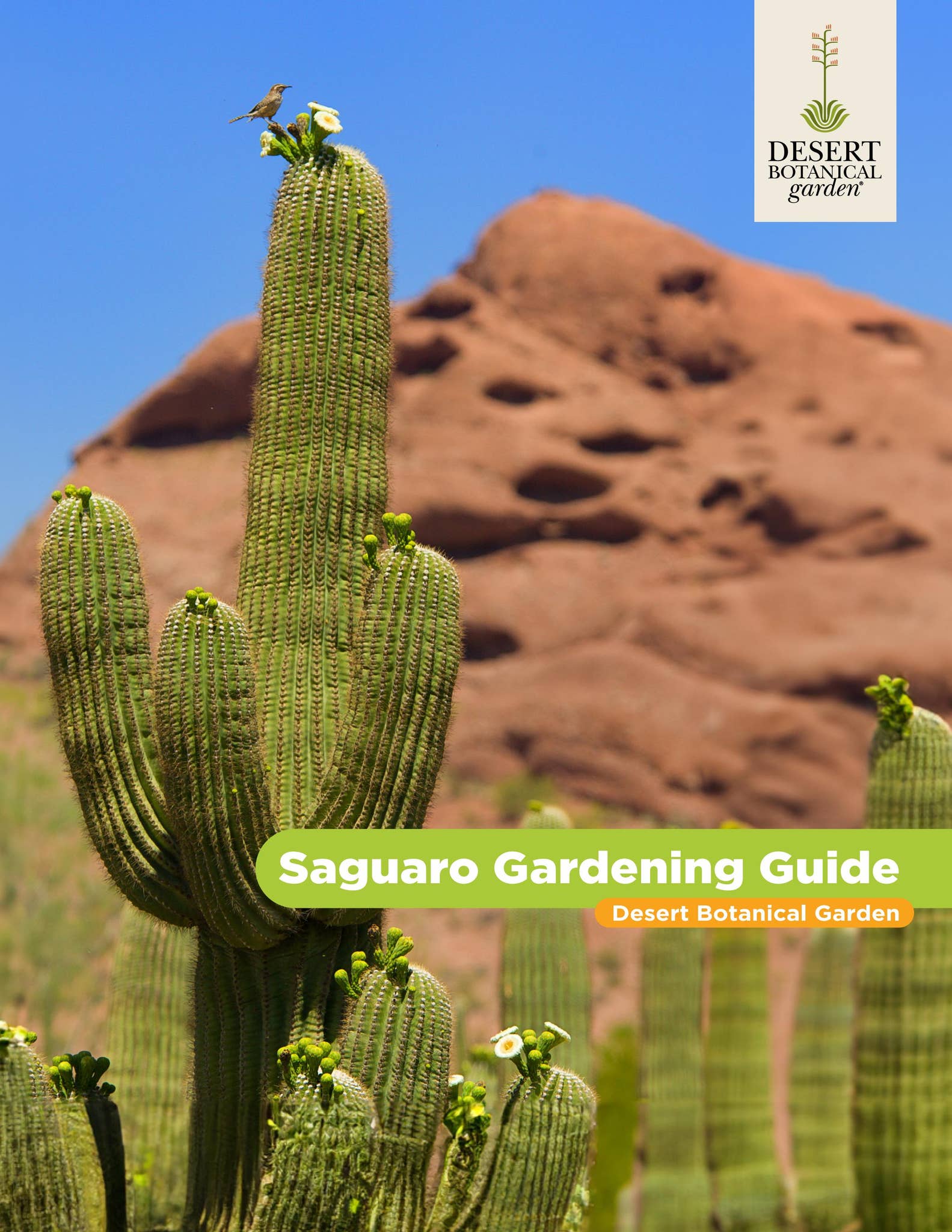 Saguaro Gardening Guide by dbgphx - Issuu
