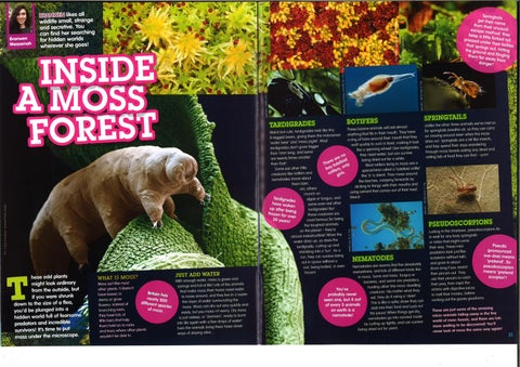 Inside a Moss Forest 