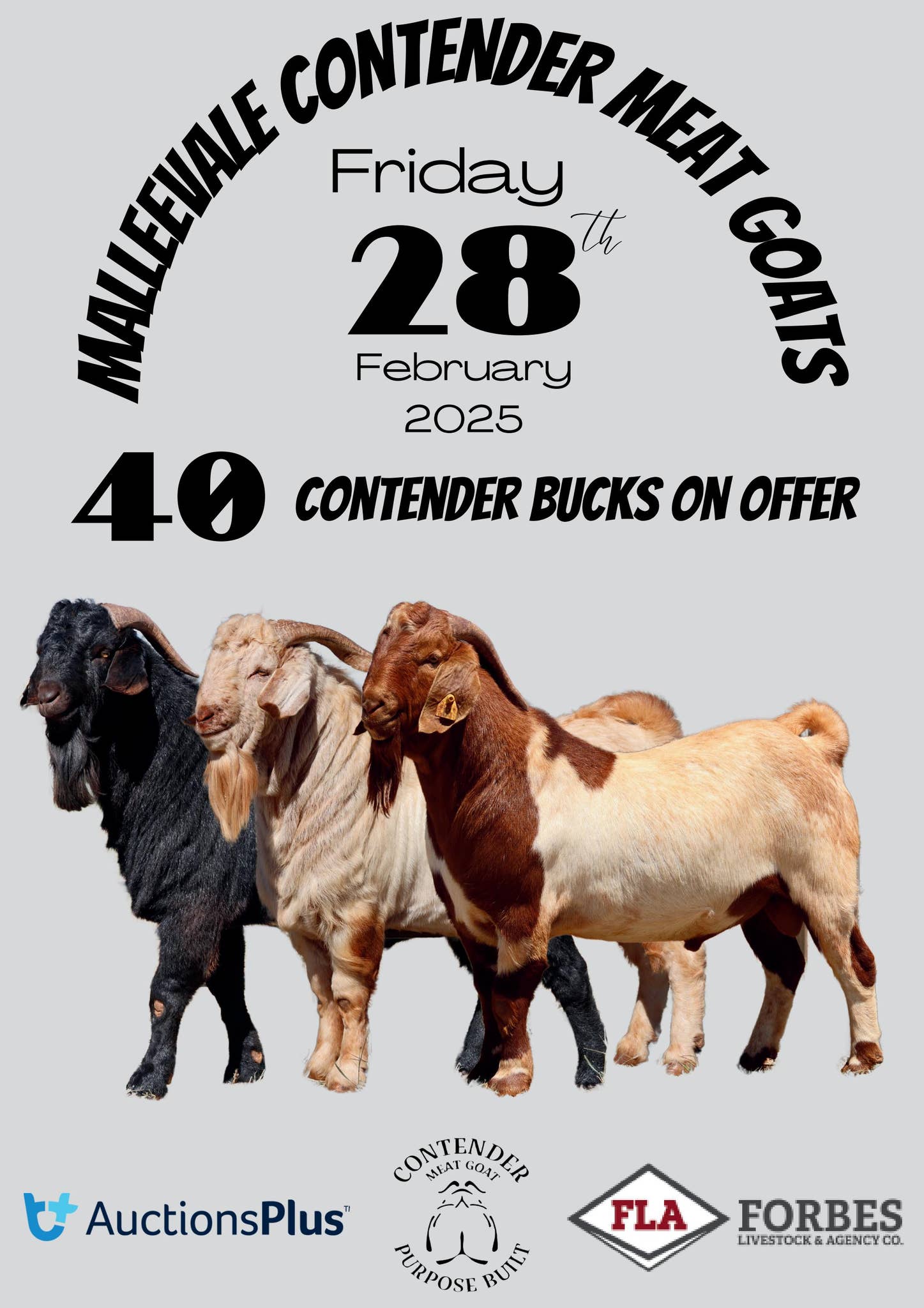 The Malleevale Contender Meat Goat Sale Catalogue 2025 by Sarah