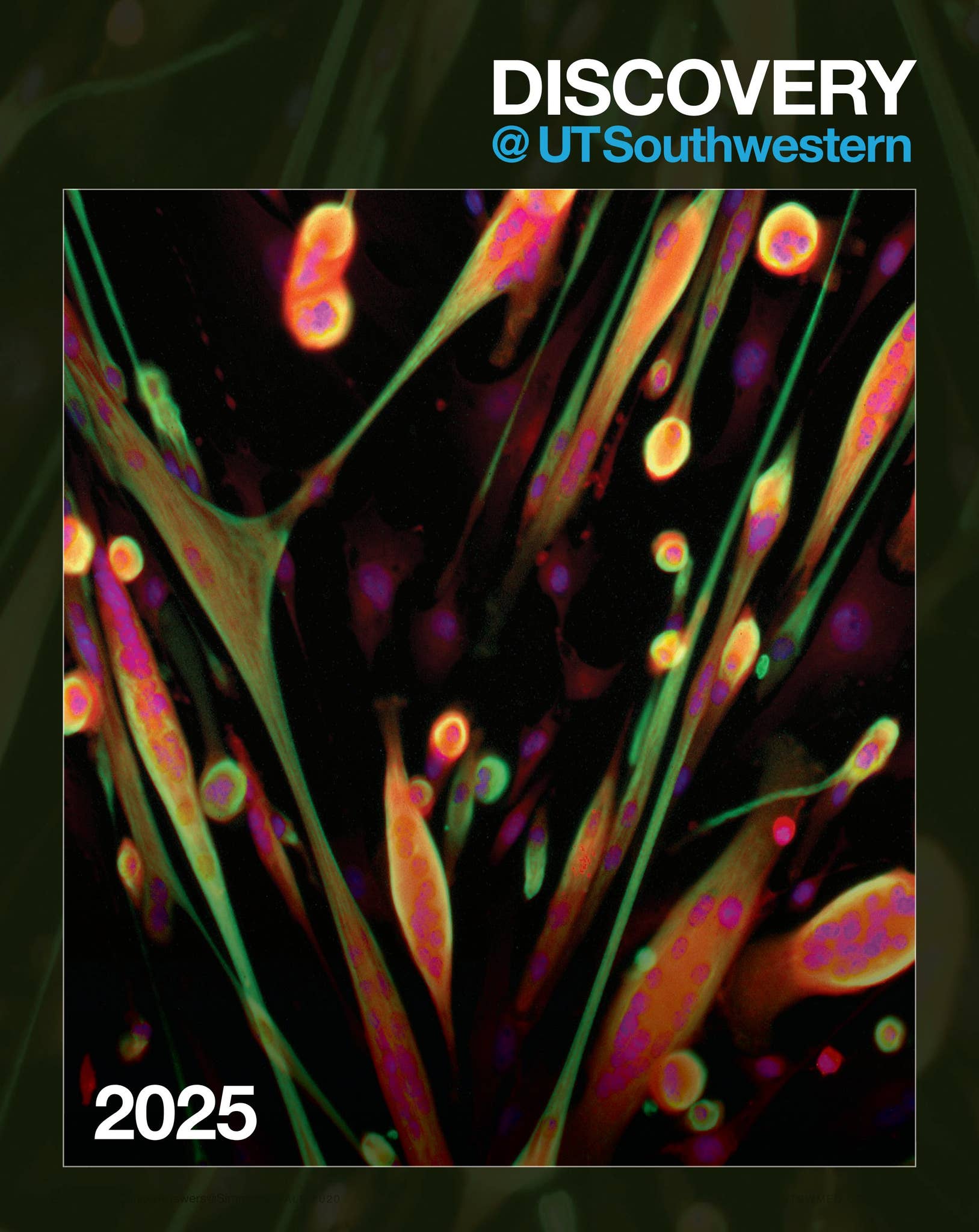 Utsw Phase 5 2025 Discovery at UTSW Scientific Report by casualastronaut - Issuu