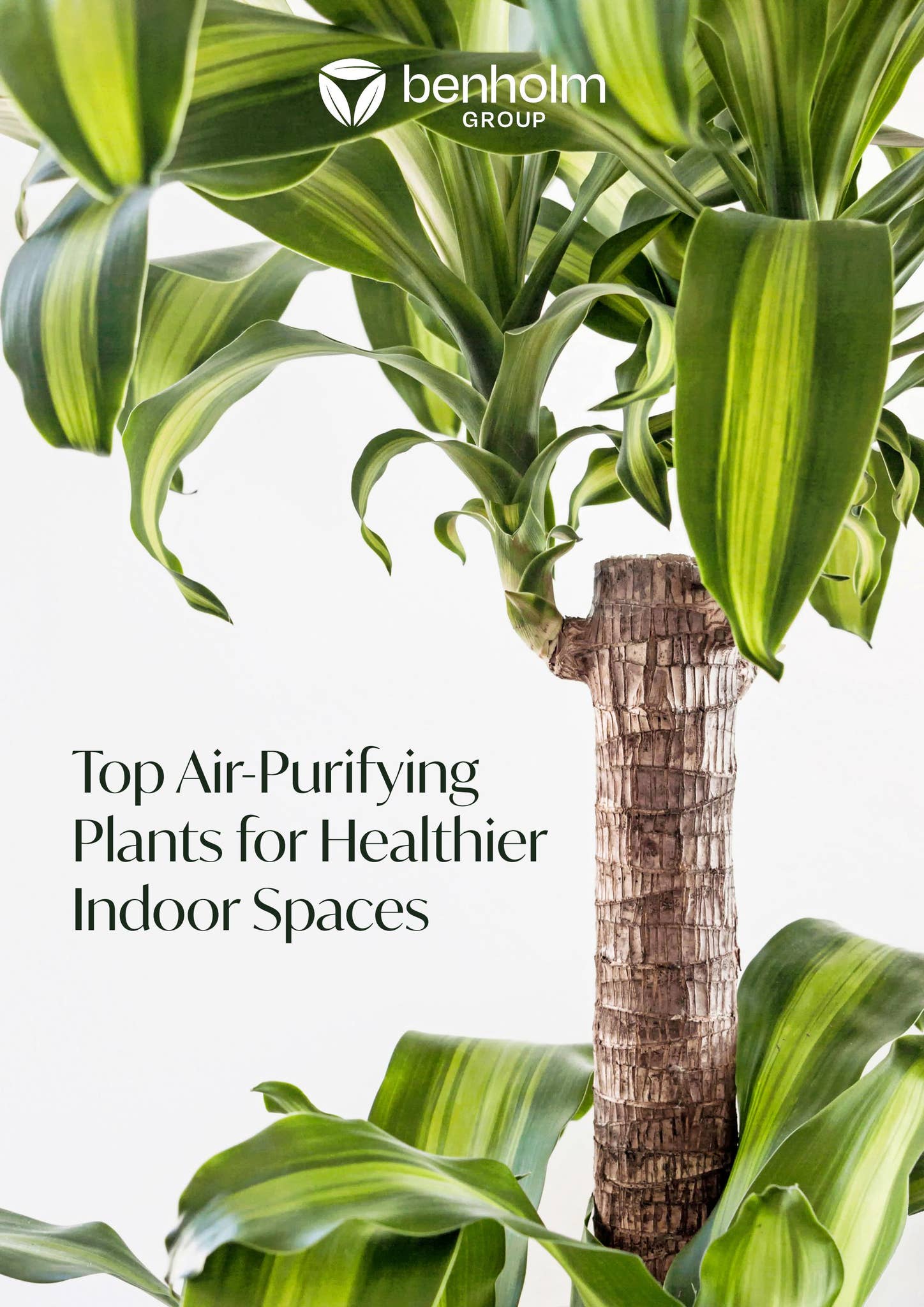 indoor topiary plants Topiary