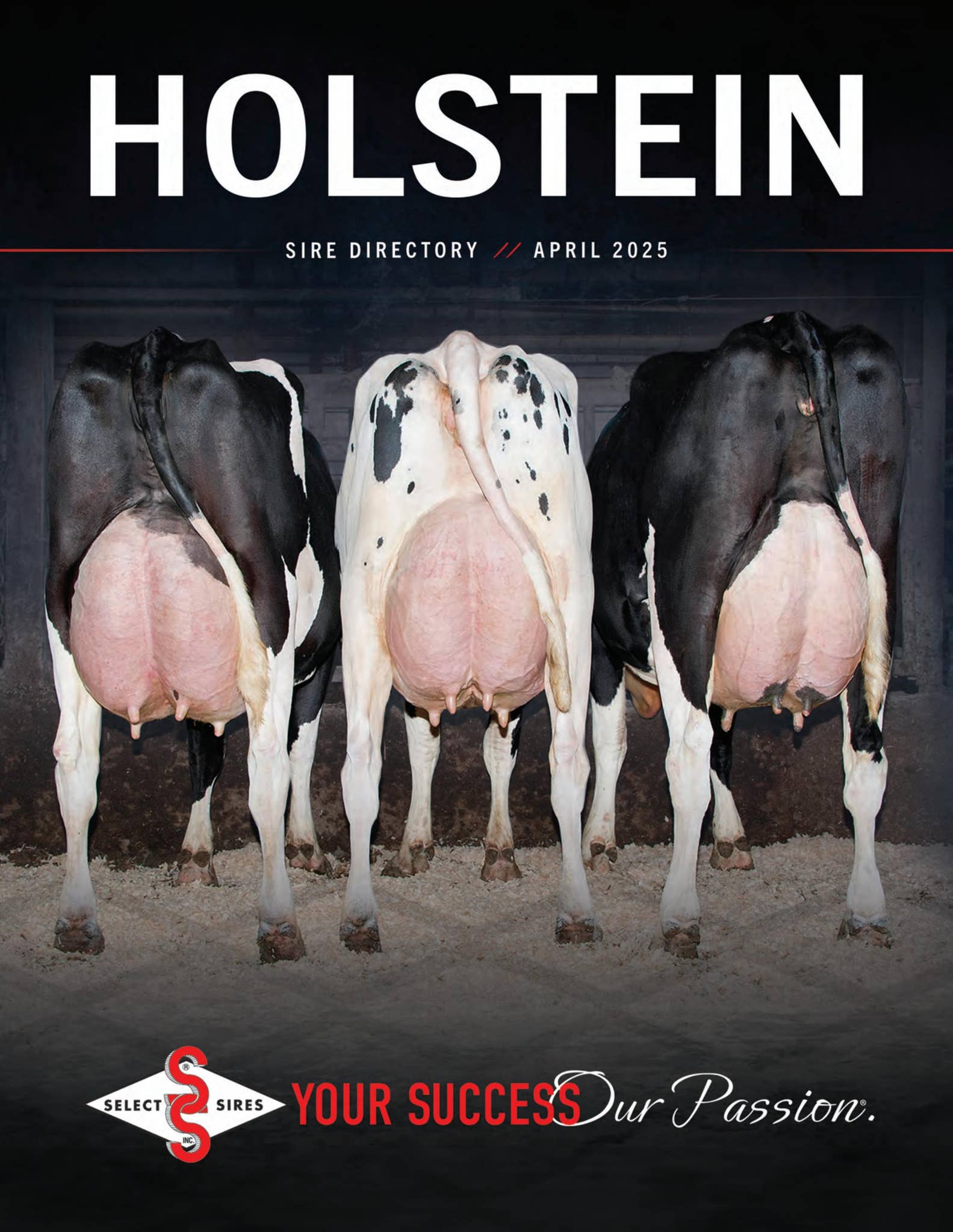 Holstein Bull Parfect