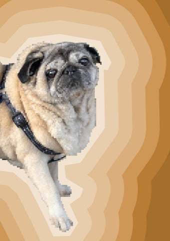 A Pug Collection