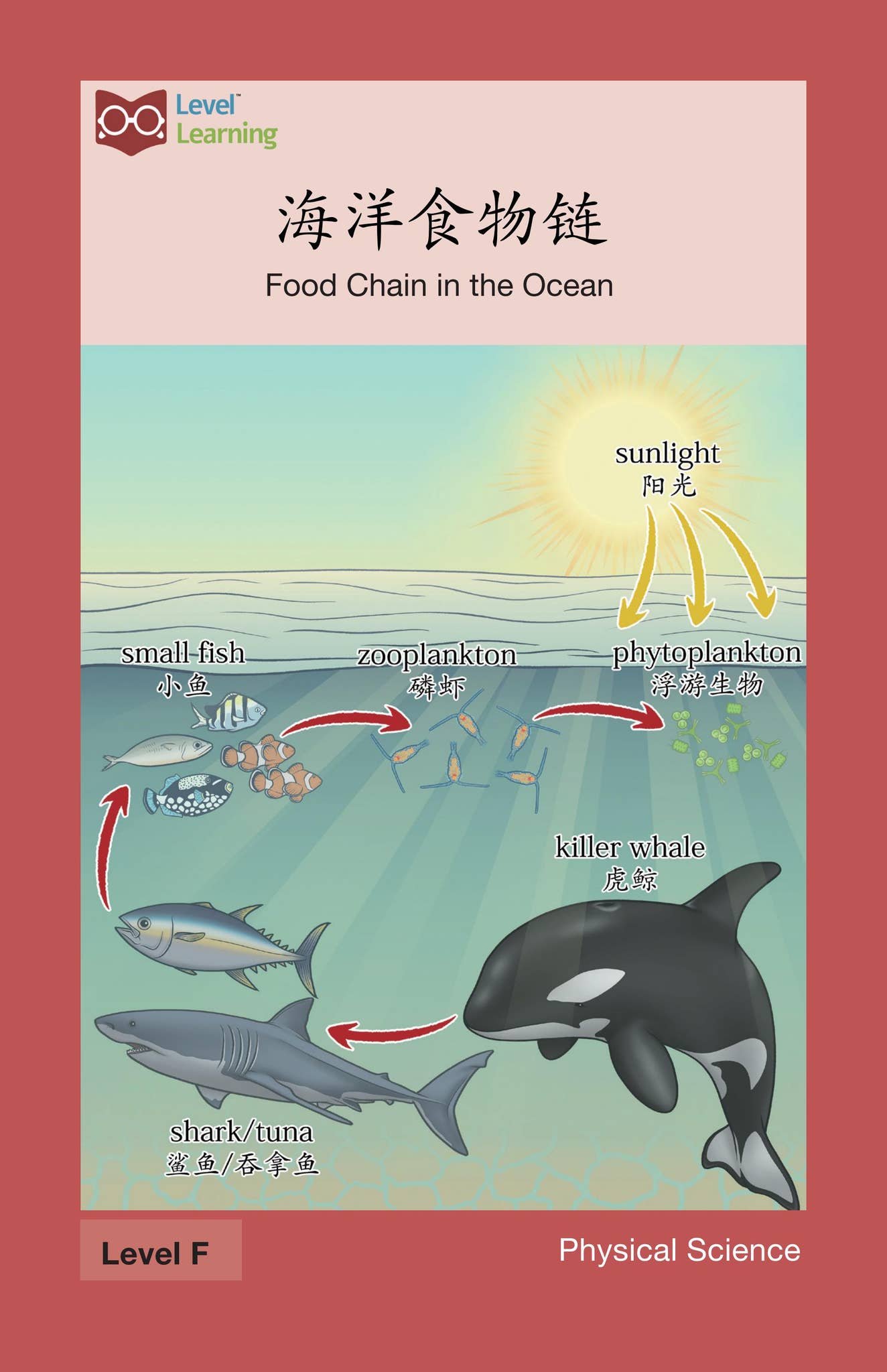 243208_Food Chain in the Ocean proof by marinagraphics - Issuu