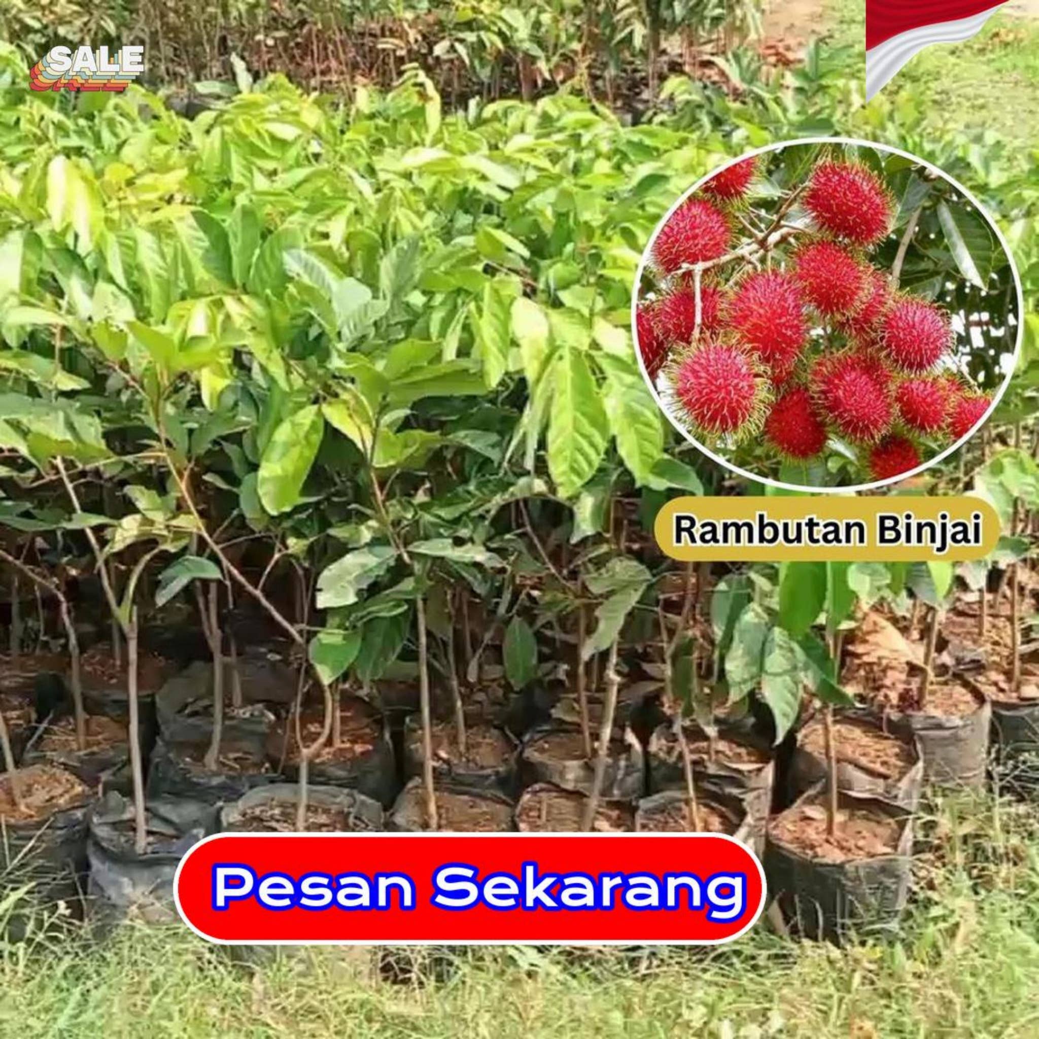 Tanaman Rambutan Binjai Cocok Untuk Lahan Rumah Atau Usaha Buah by ...