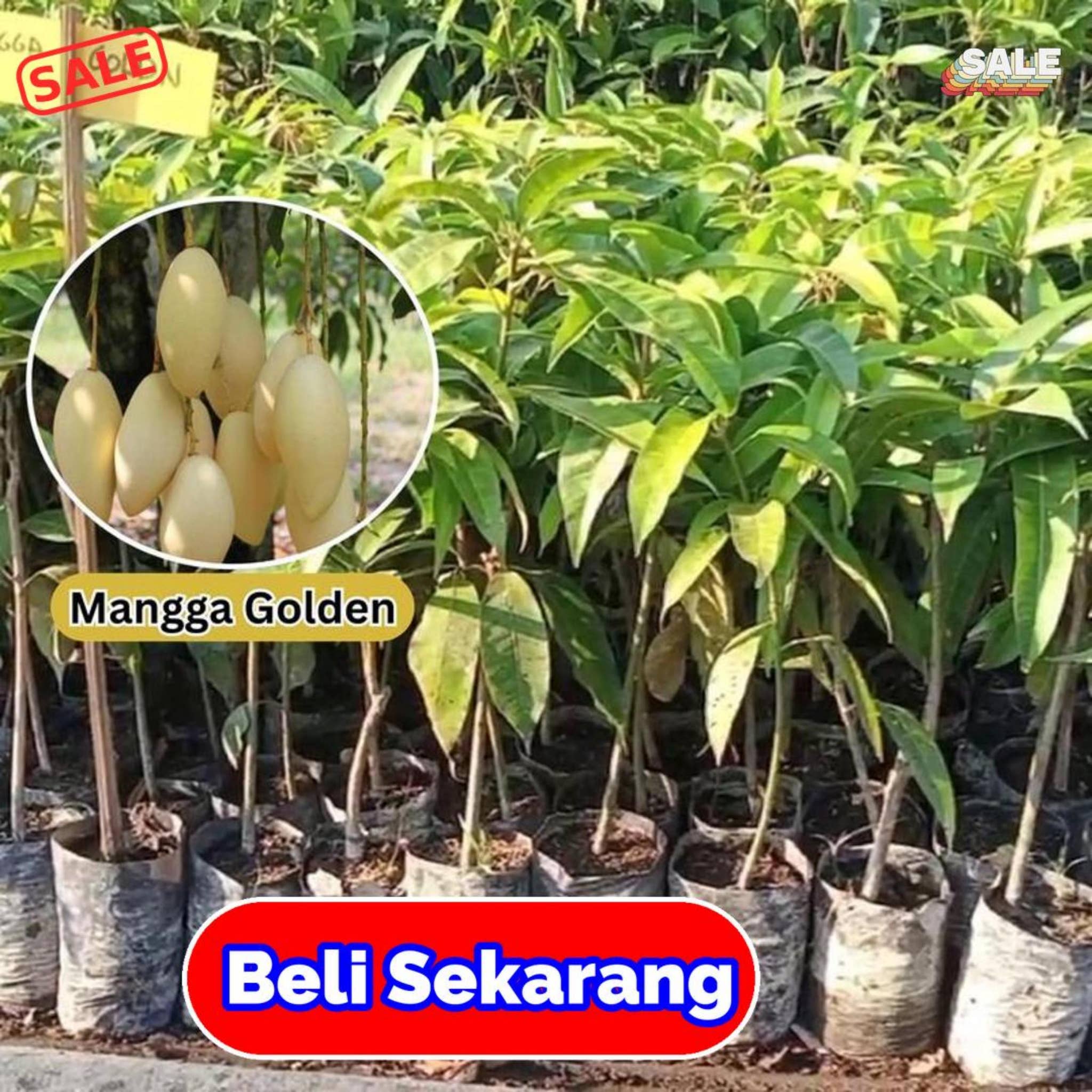 Mangga R2 Gold Tanaman Mangga Golden Unggulan Dengan Hasil Buah Menarik Dan Manis by ...