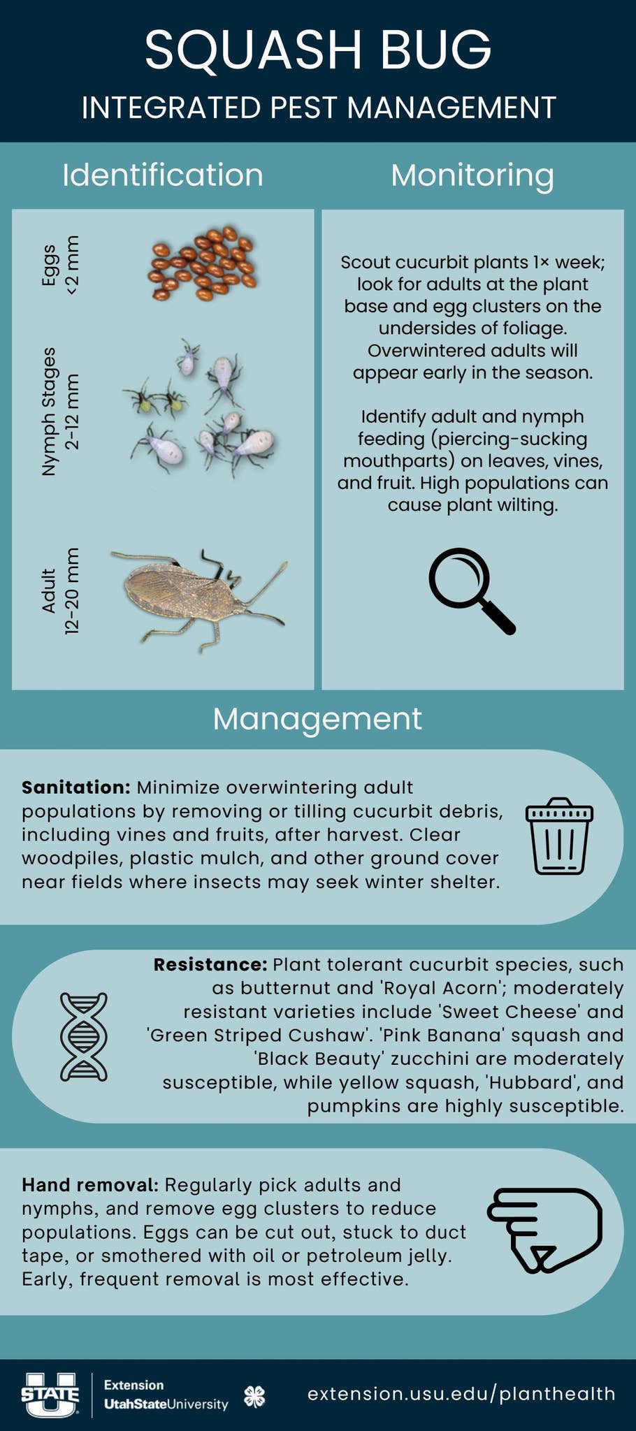 Squash Bug Integrated Pest Management by Utah State University ...