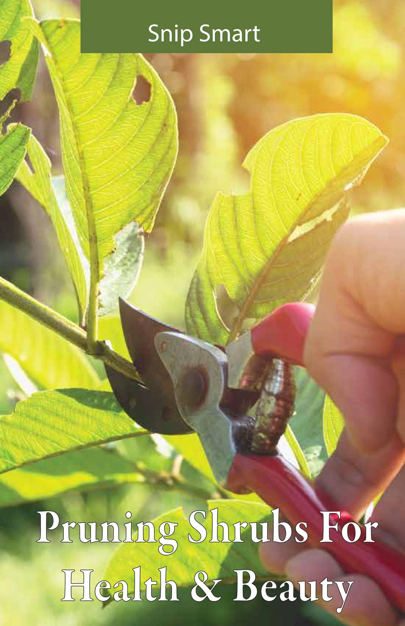 Snip Smart-Pruning Shrubs by Ray Wiegand's Nursery - Issuu