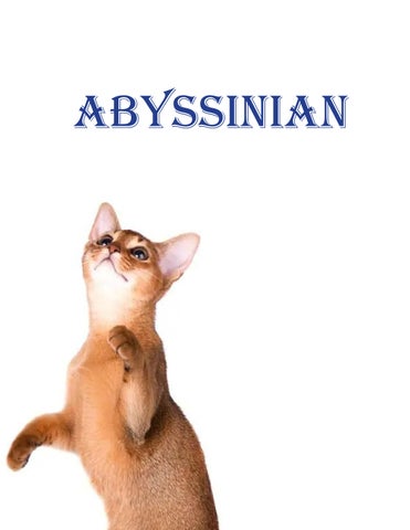 Abyssinian Book