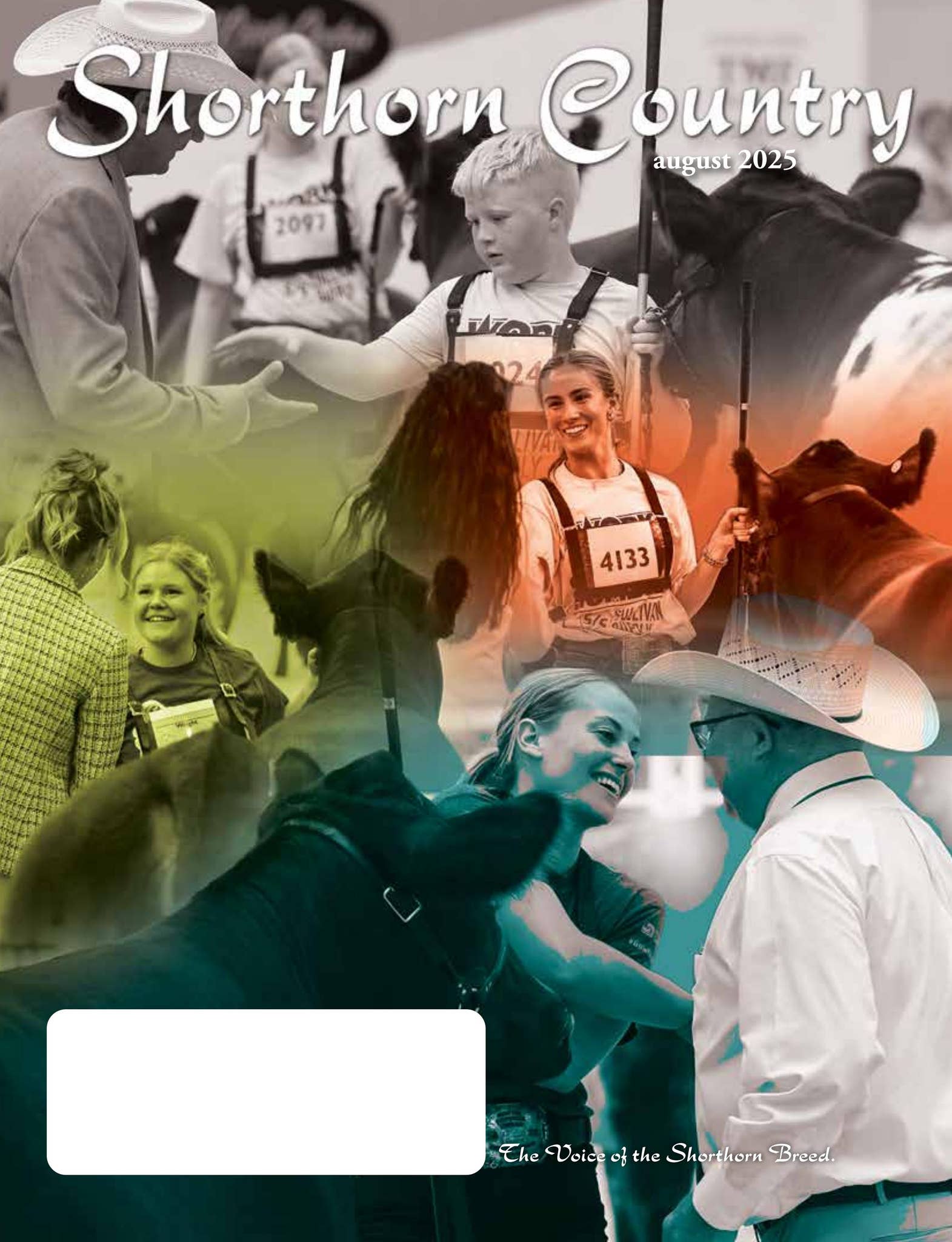 August Shorthorn Country 2025 by SCI - Stephanie Cronin, INC - Issuu, image size:1571x2048