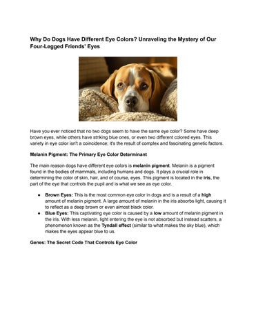 Why Do Dogs Have Different Eye Colors