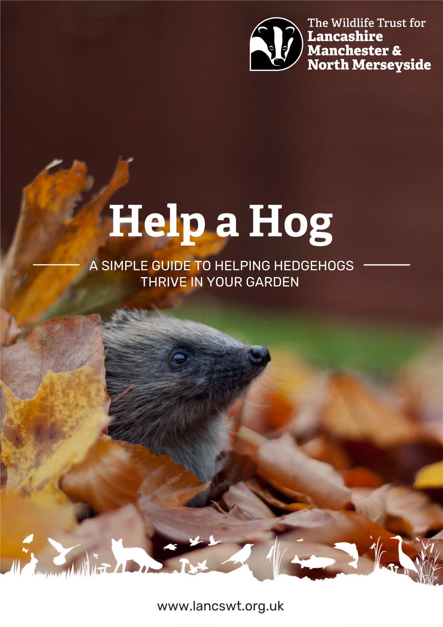 Hog From Send Help Help a Hog guide by Lancashire Wildlife Trust - Issuu