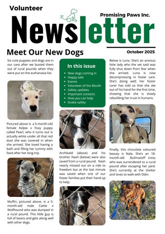 Promising Paws Volunteer Newsletter October 2025