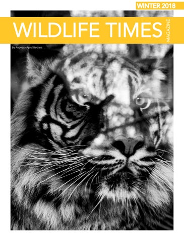 Wildlife Times - Rebecca Beckett
