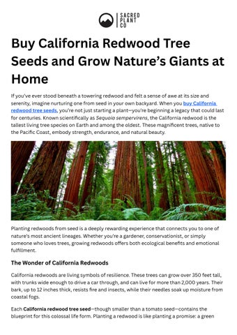 Buy California Redwood Tree Seeds and Grow Nature’s Giants at Home
