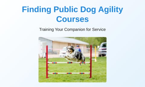 Finding Public Dog Agility Courses Training Your Companion for Service