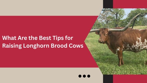 Resilient Range Cattle With Trusted Performance