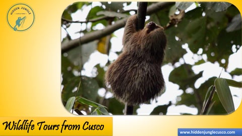 Wildlife Tours from Cusco