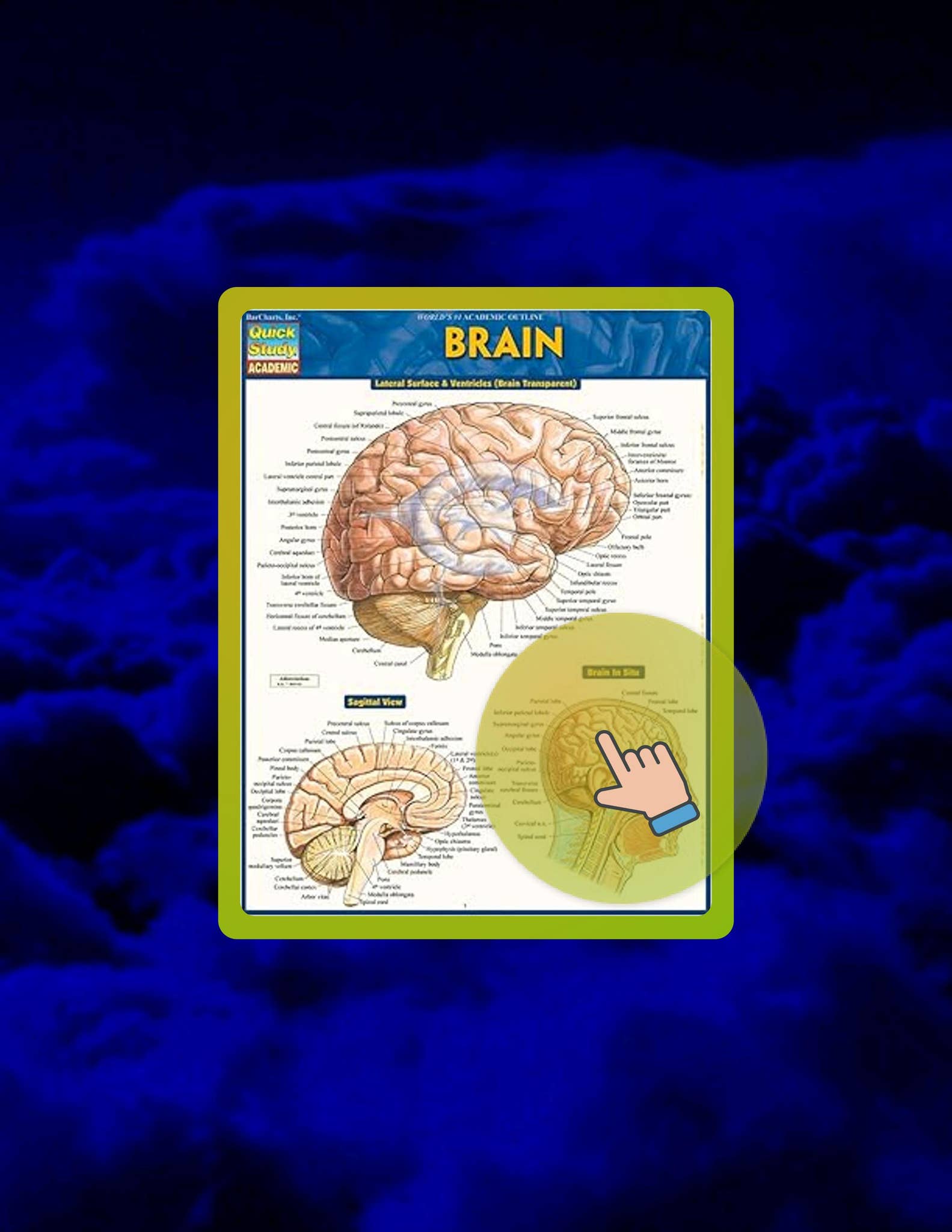 Start Reading Brain QuickStudy Laminated Reference Guide (Quick Study ...