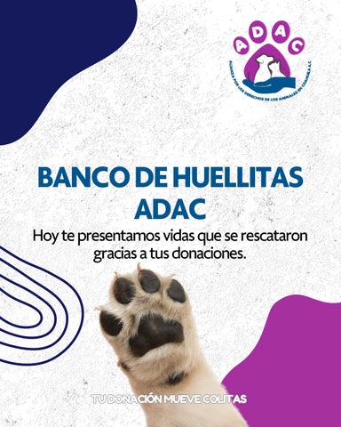 Post de Instagram Tips Cuidado de Mascotas Moderno Amarillo Naranja