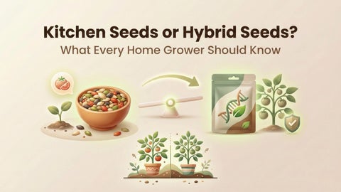 Kitchen Seeds vs Hybrid Seeds: What Every Home Grower Should Know?