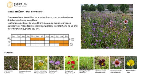 Mezclas Terófita_Mar a Cordillera