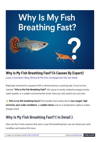 fishiohub_com_why_is_my_fish_breathing_fast
