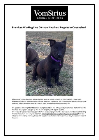 Premium Working Line German Shepherd Puppies in Queensland