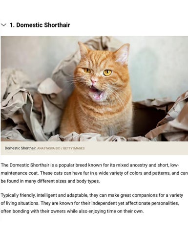 Orange Cats breeds top 10