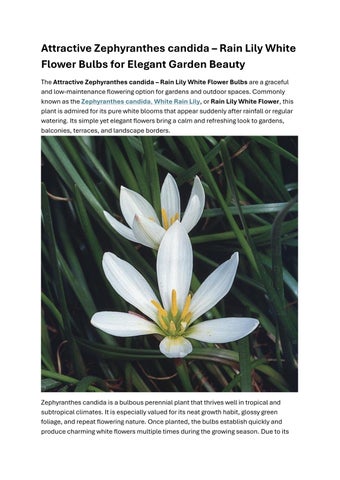 Attractive zephyranthes candida – Rain Lily White Flower Bulbs