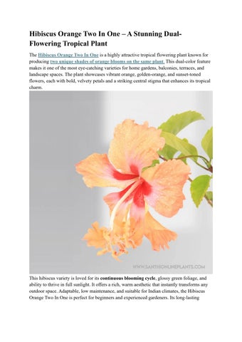 Hibiscus Orange Two In One – Beautiful Dual Bloom Flower Plant