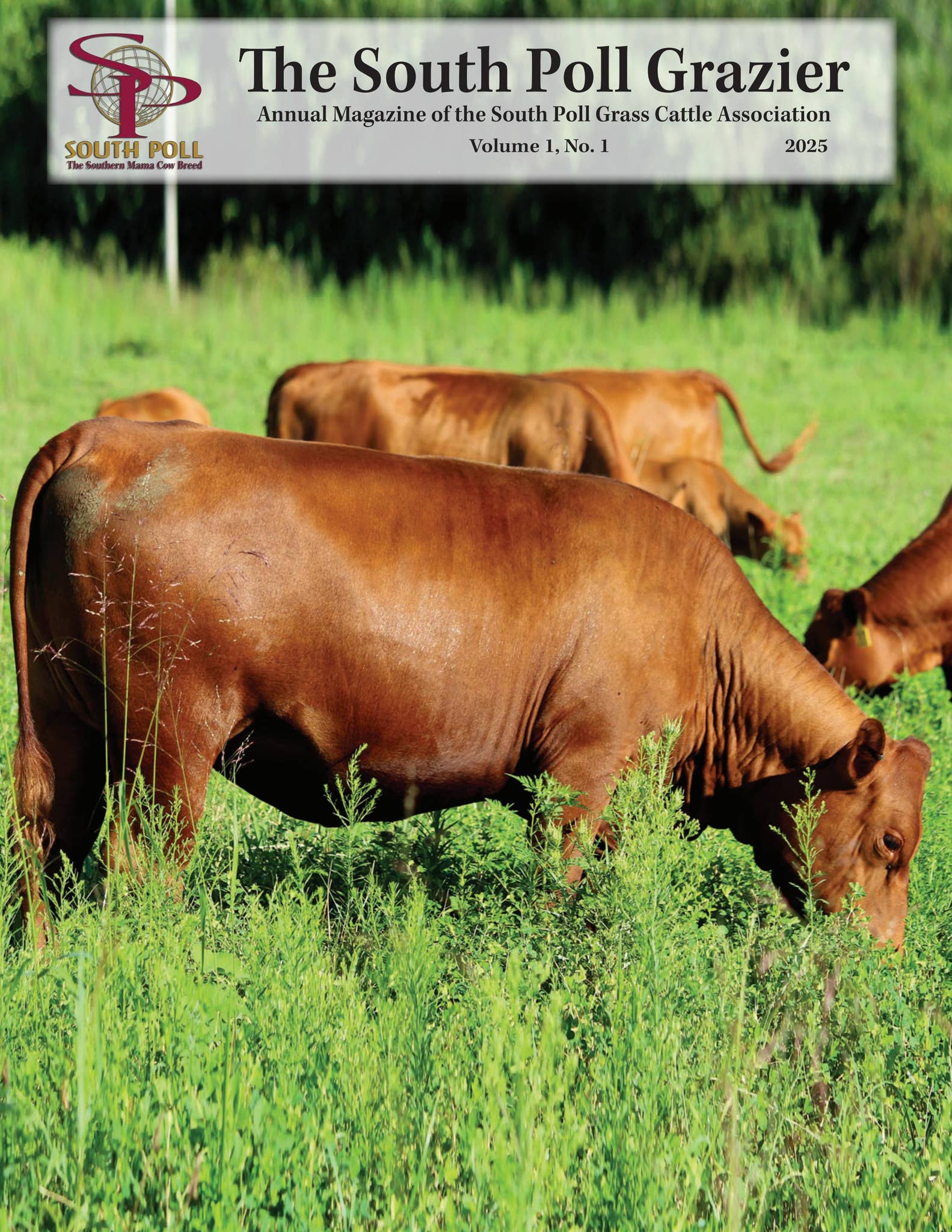 The South Poll Grazier - Volume 1, No. 1 by Ranch House Designs - Issuu
