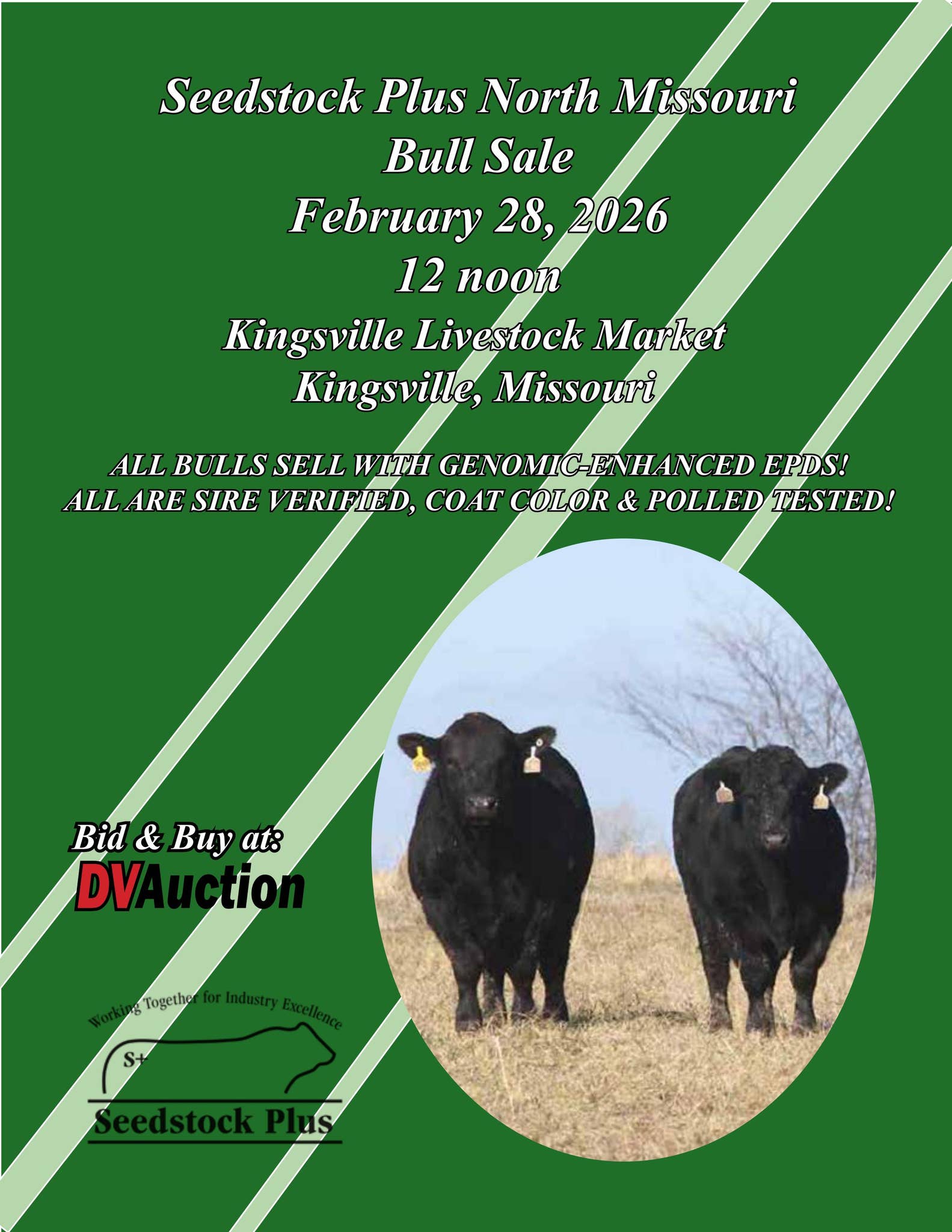 Seedstock Plus North Missouri Bull Sale 2026 by American Gelbvieh ...