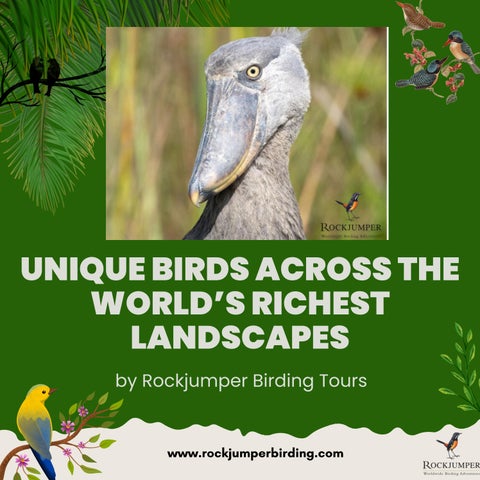 Exploring Unique Birds Across the World’s Natural Landscapes