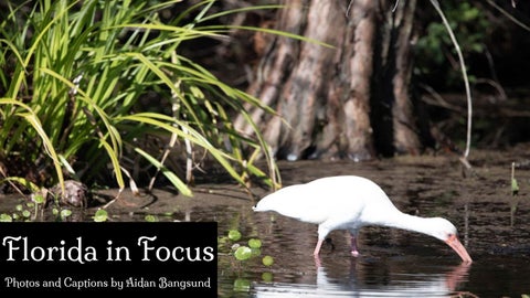 Florida in Focus AidanB